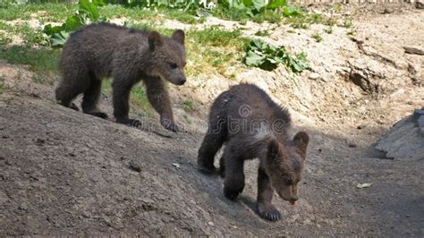 Brown Bear Cubs 编辑类库存图片 图片 包括有 行走 北美灰熊 野生生物 室外 外面 209130404