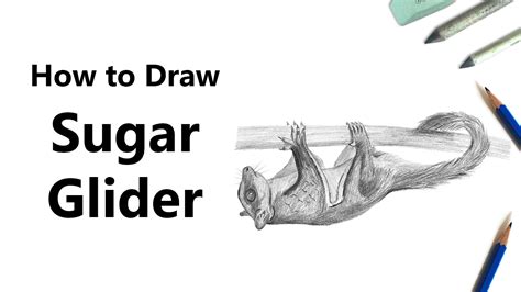 How To Draw A Sugar Glider With Pencils [time Lapse] Youtube