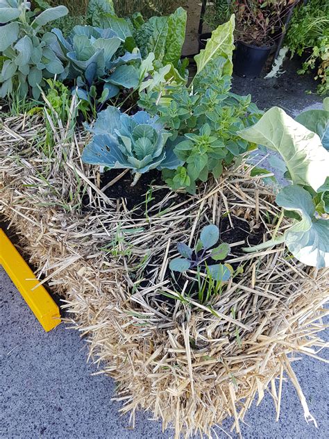 Hay Straw Bale Gardening Planting And Growing In Straw Bales