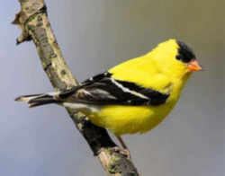 Iowa State Bird: Eastern Goldfinch aka Wild Canary