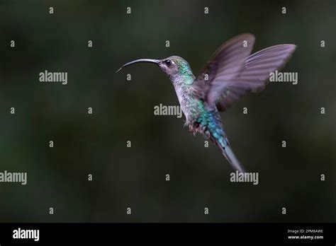 Costa Rica Puntarenas Province Monteverde Santa Elena Hummingbird