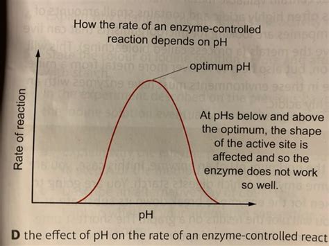 SB1h Enzyme Activity Flashcards Quizlet