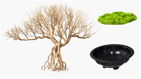 D Bonsai Naked Tree Pot Model Turbosquid