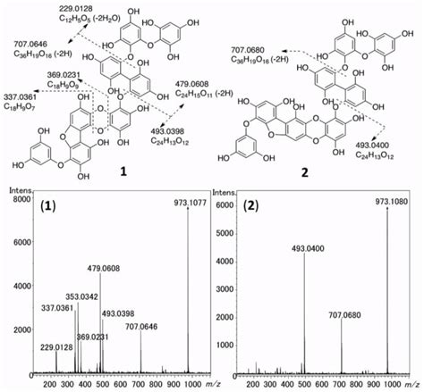 Hr Esi Msms Spectra Of 1 And 2 And Interpretation Of The Fragment Download Scientific Diagram