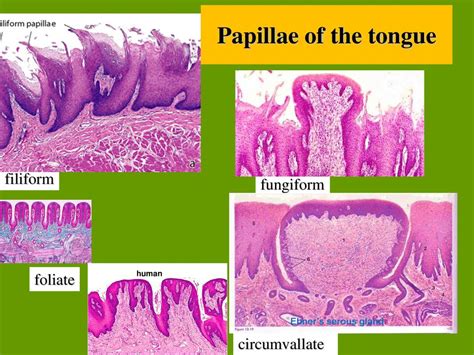 Oral Cavity Tongue And Teeth Anatomy Embryology Ppt Download