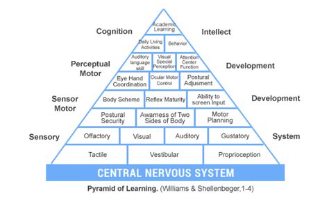 Sensory Integration — Inclusive Childrens Therapy Services