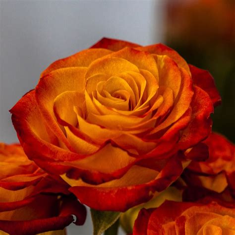 Orange Deep Red Roses