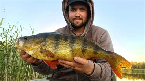 138 Kg44 Cm Monster Perch My Biggest Perch Ever Youtube