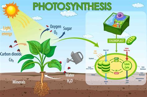 Apa Yang Dihasilkan Tumbuhan Melalui Proses Fotosintesis Adjar