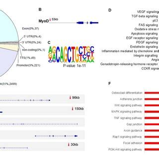 Mkx Chipseq Analysis A Genomic Distribution Of Mkx Binding Sites