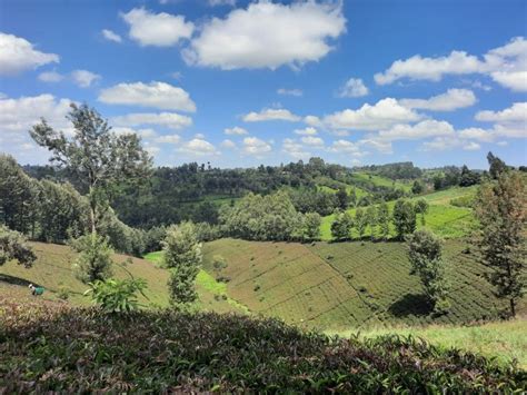 Nairobi Tagesausflug Zur Teefarm Mit Mittagessen In Kiambethu