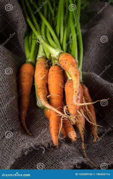 Freshly Harvested Organic Ripe Carrots With Green Foliage Autum Stock Image Image Of Root