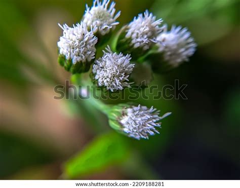 Bandotan Wedusan Ageratum Conyzoides Type Agricultural Stock Photo