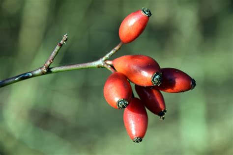 Kostenlose Foto Baum Natur Ast Fotografie Frucht Beere Blatt