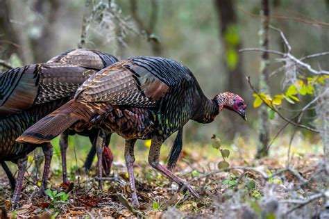 Pandemic-fueled Surge in Wild Turkey Hunting Tests Declining ...