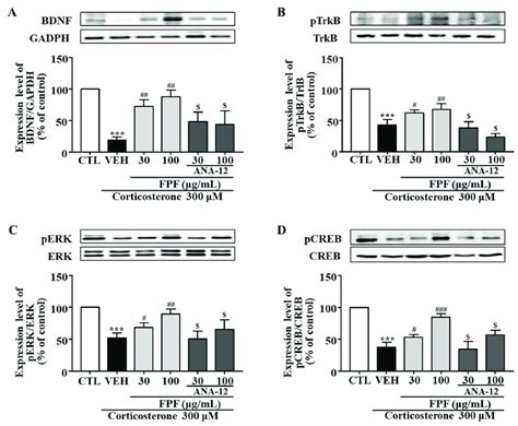 Effects Of FPF And ANA 12 On BDNF P TrkB P ERK And P CREB Expression