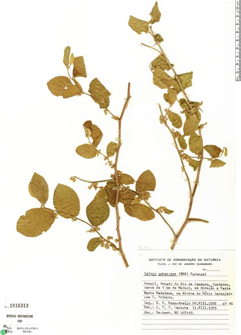 Celtis Pubescens Rapid Reference The Field Museum