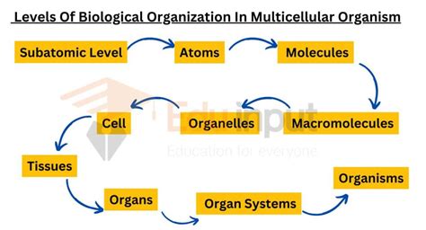 Sequence For Levels Of Biological Organization Within A Multicellular Organism