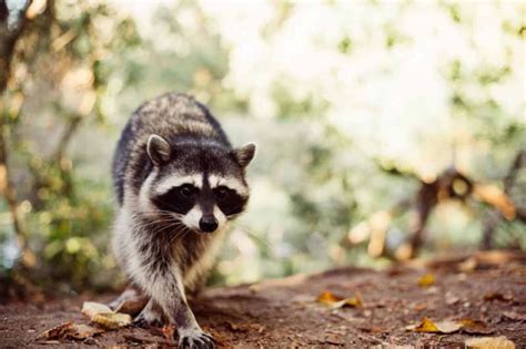 Do Raccoons Eat Wood What Can Raccoons Chew Through