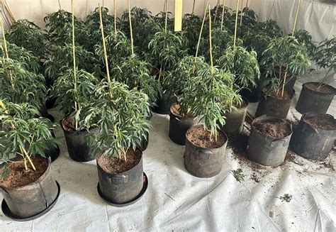 Cannabis Plants With An Estimated Street Value Of £500000 Seized In