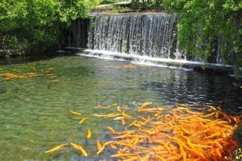 7 Most Breathtaking Koi Fish Ponds Qnud