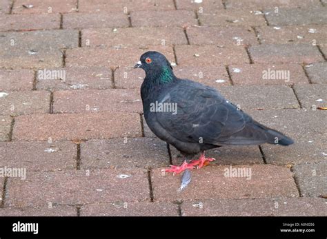 Turtle dove blue sky natural dove s close up birds bird pigeon wildlife ...