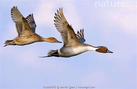 Stock Photo Of Pair Of Northern Pintail Ducks Anas Acuta In Flight