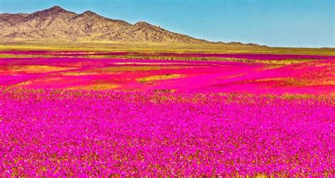 The Flowering Desert: A Prodigy of Nature in Chile | Shirl On The Road