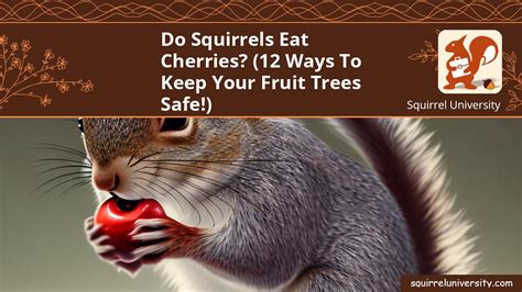 Do Squirrels Eat Cherries 12 Ways To Keep Your Fruit Trees Safe Squirrel University