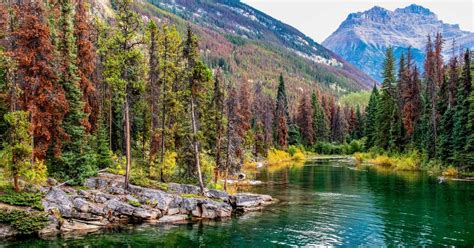 Horseshoe Lake Trail | A Short Family Stop in Jasper | 10Adventures