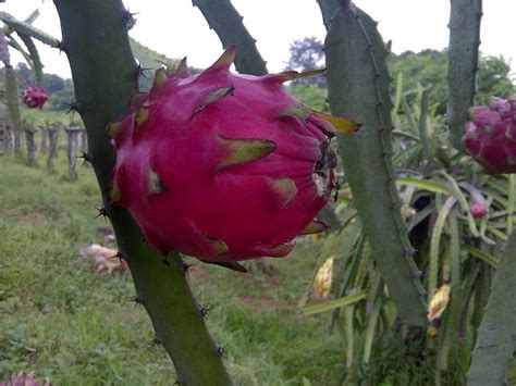 Muda De Pitaya Vermelha Orejona Da Nicar Gua Raridade R Em