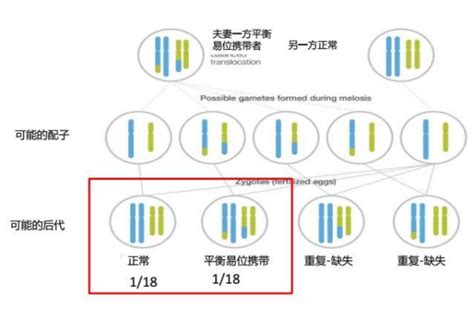 夫妻双方都没有染色体异常，有必要做美国第三代试管婴儿吗？ 梦美生命