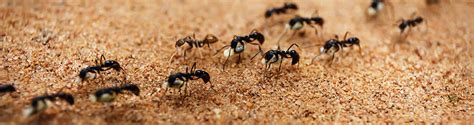 Ant Exterminator Rochester NY | Carpenter Ant Control & Treatment