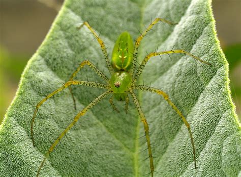 Araña verde Una araña Peucetia viridans que fue muy paci Flickr