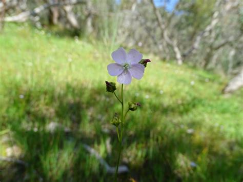 Tall Sundew From Cherry Gardens SA 5157 Australia On October 3 2019