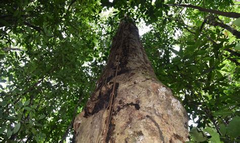 Pesquisadores descobrem espécie de árvore gigante