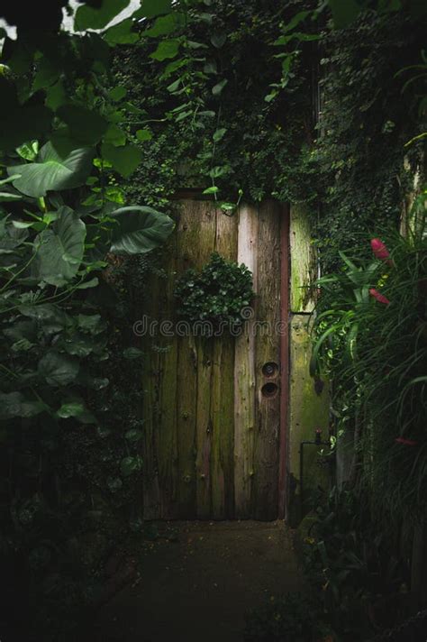 Mysterious Wooden Door in Middle of Forest Stock Image - Image of green, season: 205664839