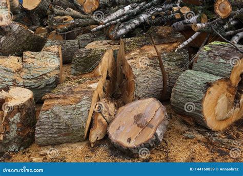 Logs Vistos Das Rvores Do Vidoeiro E Do Abeto Vermelho Para A Lenha