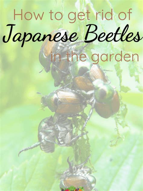 How To Get Rid Of Japanese Beetles The Kitchen Garten