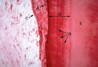 Oral Histology Digital Lab Periodontium Junctional Epithelium Image 16