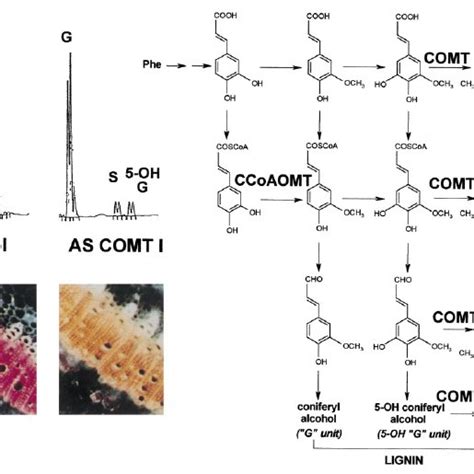 The Role Of CCoAOMT And COMT I In Lignin Synthesis As Deduced From The