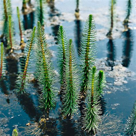 Buy pond plants now Mare's tail Hippuris vulgaris - Waterside plant