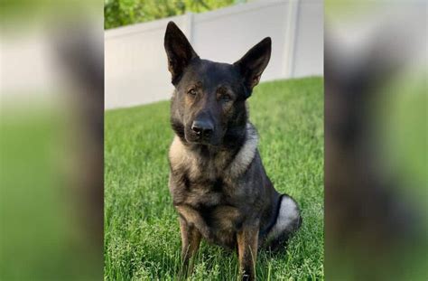 Man Punched Lake County Sheriff K 9 Dax After Fleeing Domestic And