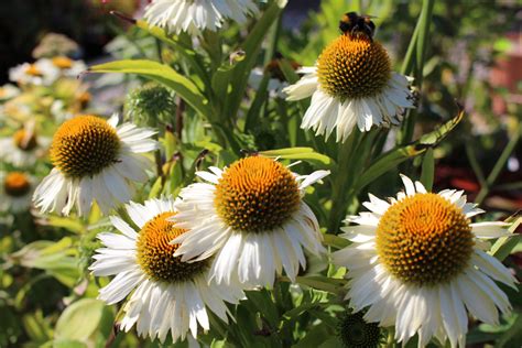 Echinacea White Meditation Ballyrobert Gardens