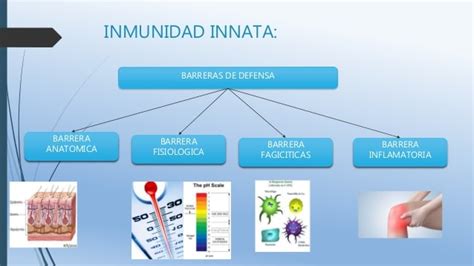 Inmunidad innata definición características tipos y más