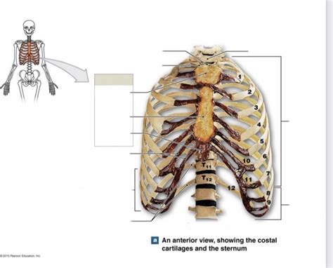 thoracic cage diagram Diagram | Quizlet