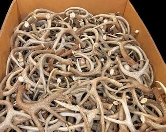 Bulk Craft Whitetail Deer Antlers No Broken Tines Or Tips Natural Real