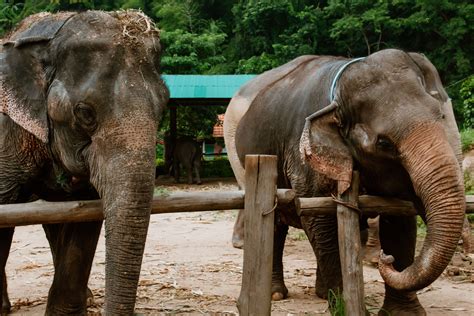 Elefanten Reiten In Thailand Ein Erfahrungsbericht