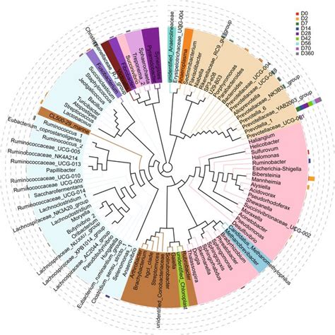 Phylogenetic Tree On Genus Level Each Branch In The Phylogenetic Tree