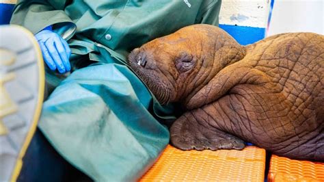 Rare baby walrus rescue in Alaska requires round-the-clock 'cuddling' | Fox Weather